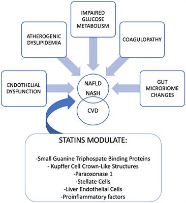 Statins in Non-alcoholic Steatohepatitis